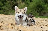 CORGI PEMBROKE 583